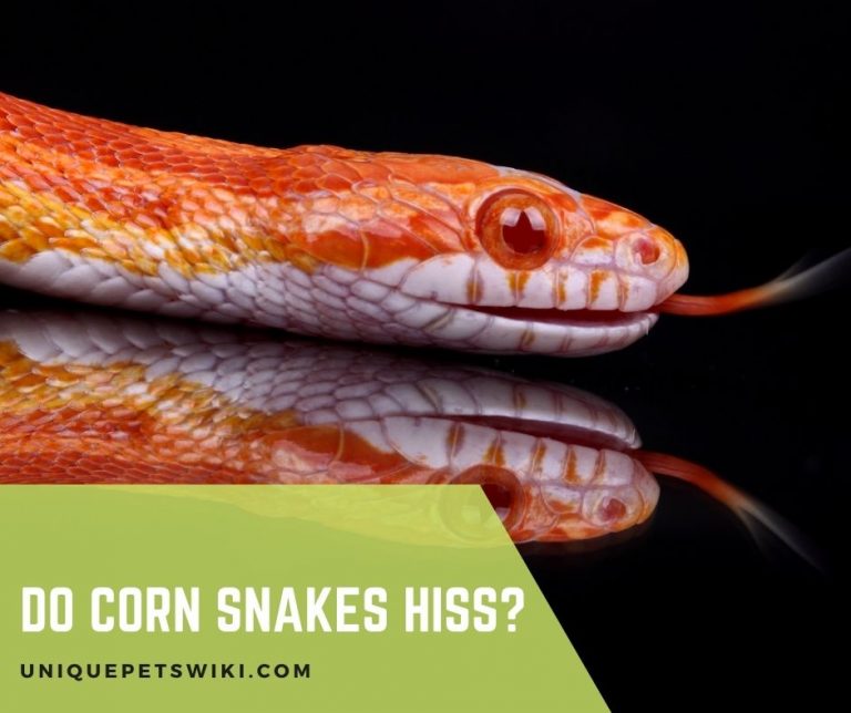 Do Corn Snakes Hiss? What Does It Mean When A Corn Snake Hisses?