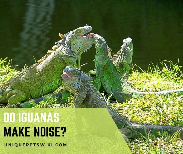 Do Iguanas Make Noise?