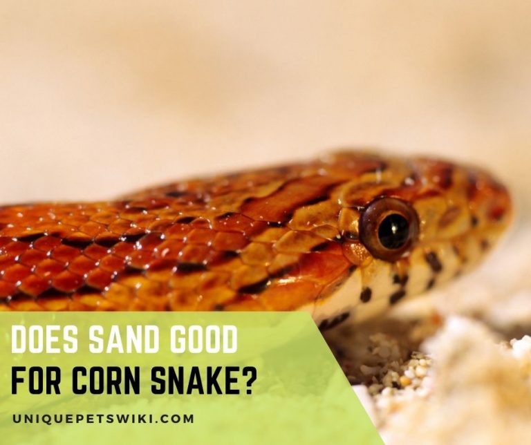 Does Sand Good for Corn Snake?