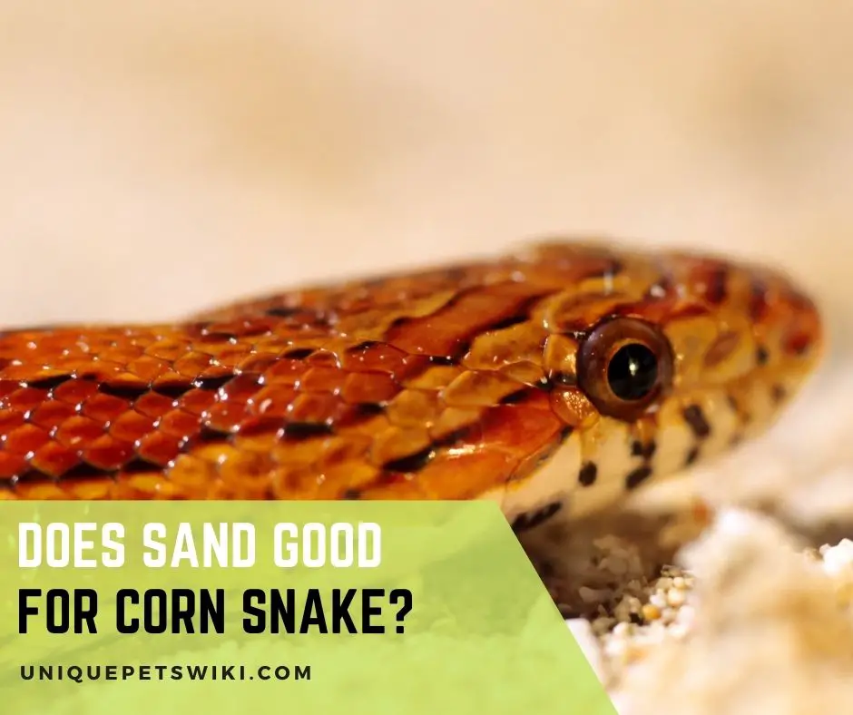 Does Sand Good for Corn Snake
