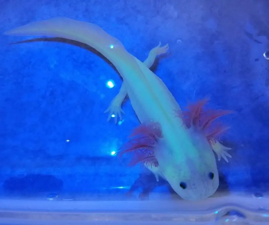 GFP Axolotl