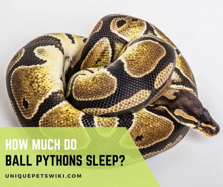 How Much Do Ball Pythons Sleep?