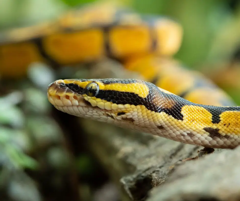 If ball python doesn't sleep they will go to explore the cage