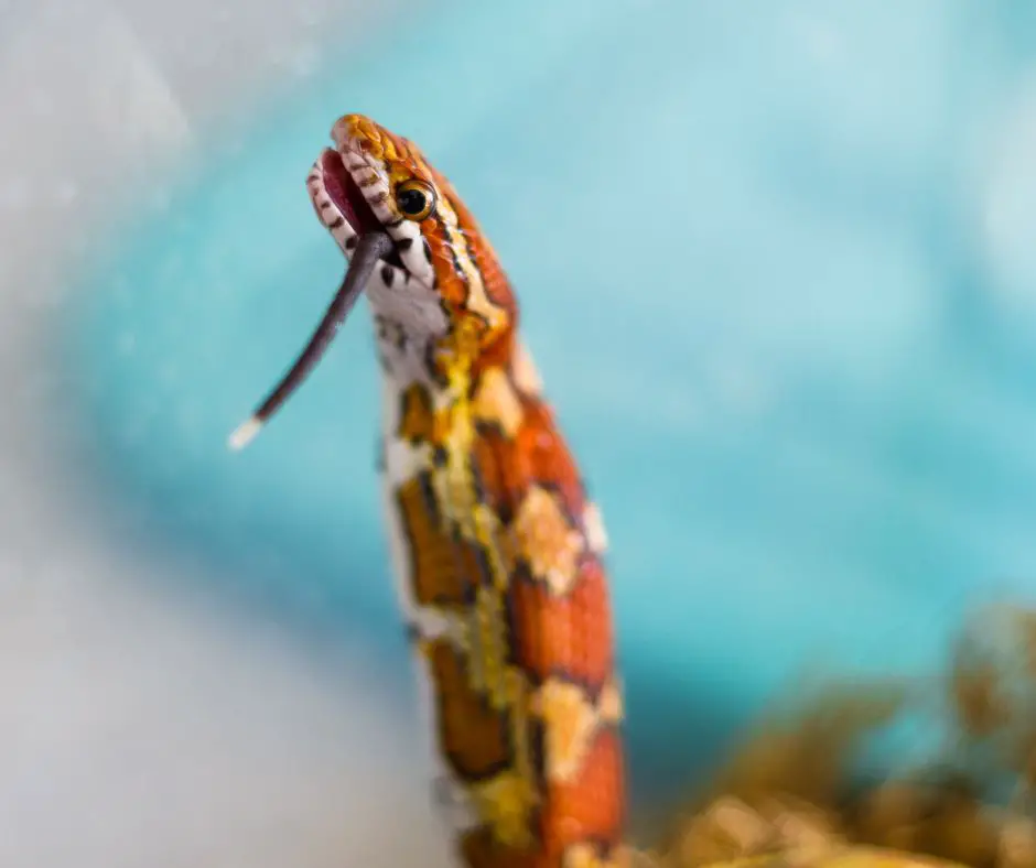 If feed corn snake too much, it can cause diseases and death