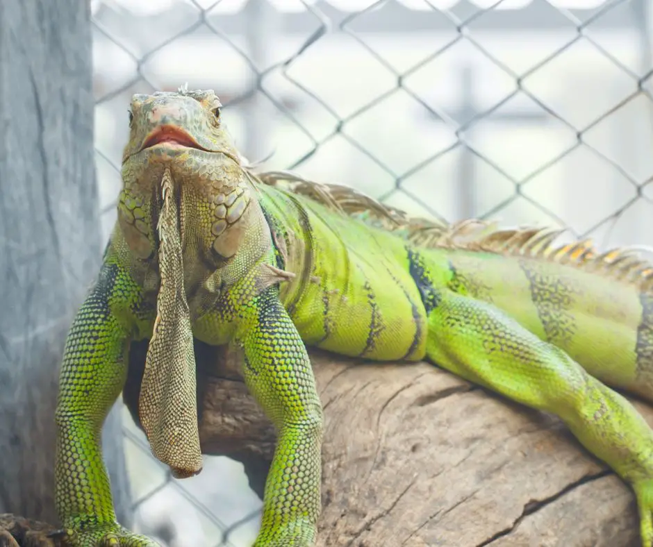 Iguana is usually silent in captivity