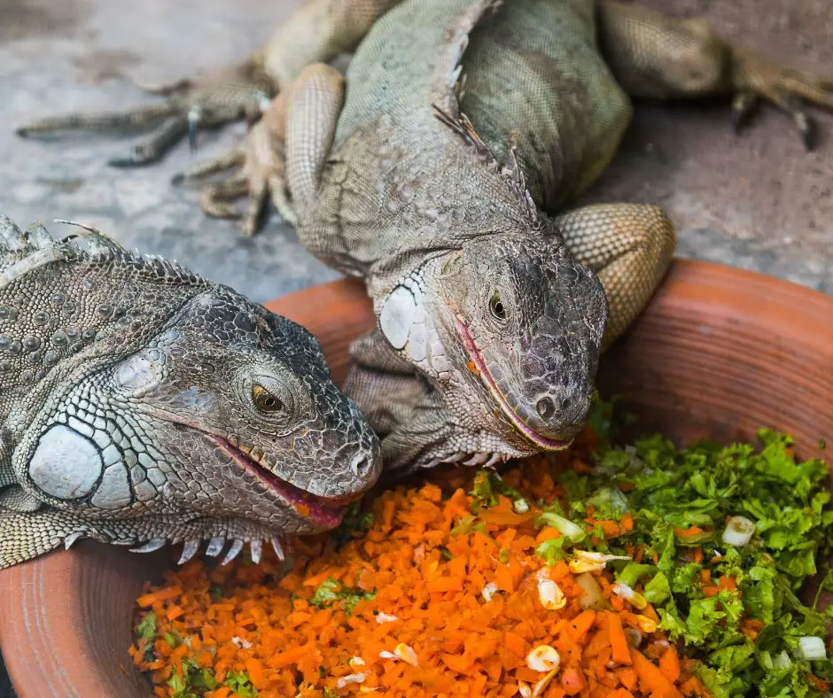 Iguanas eat