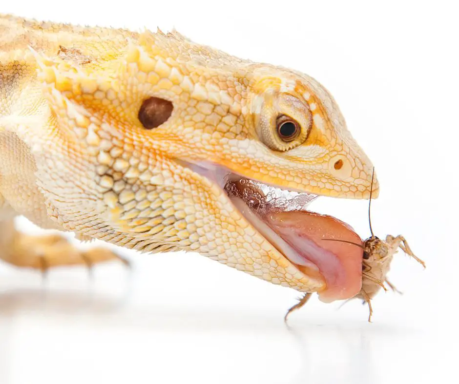 Live crickets bring nutritional value to Bearded Dragon