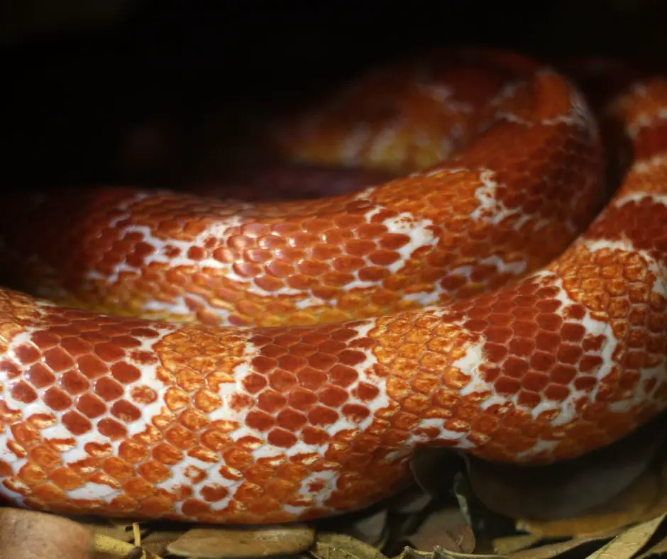 Maintain a constant temperature and darkness while corn snake brumate. 