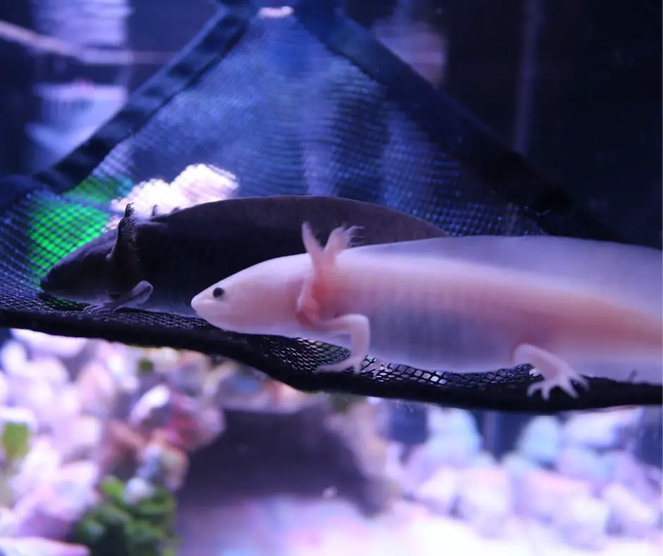 Miniature adult Axolotls