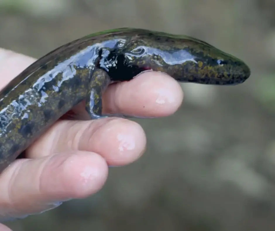 Mudpuppy in hand