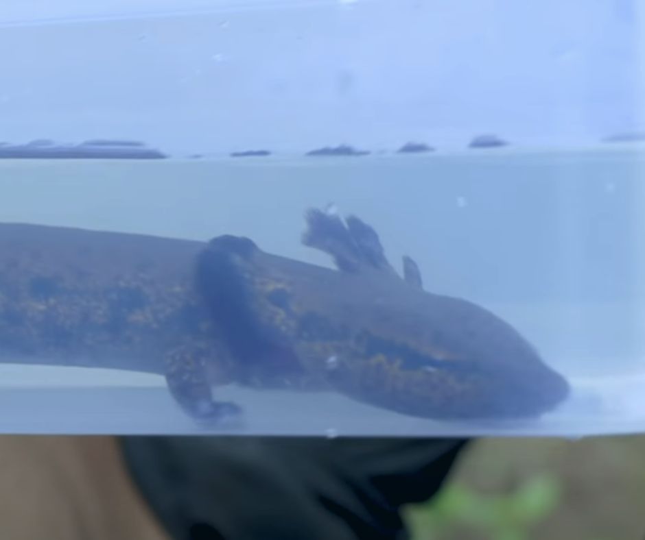 Mudpuppy in pet store