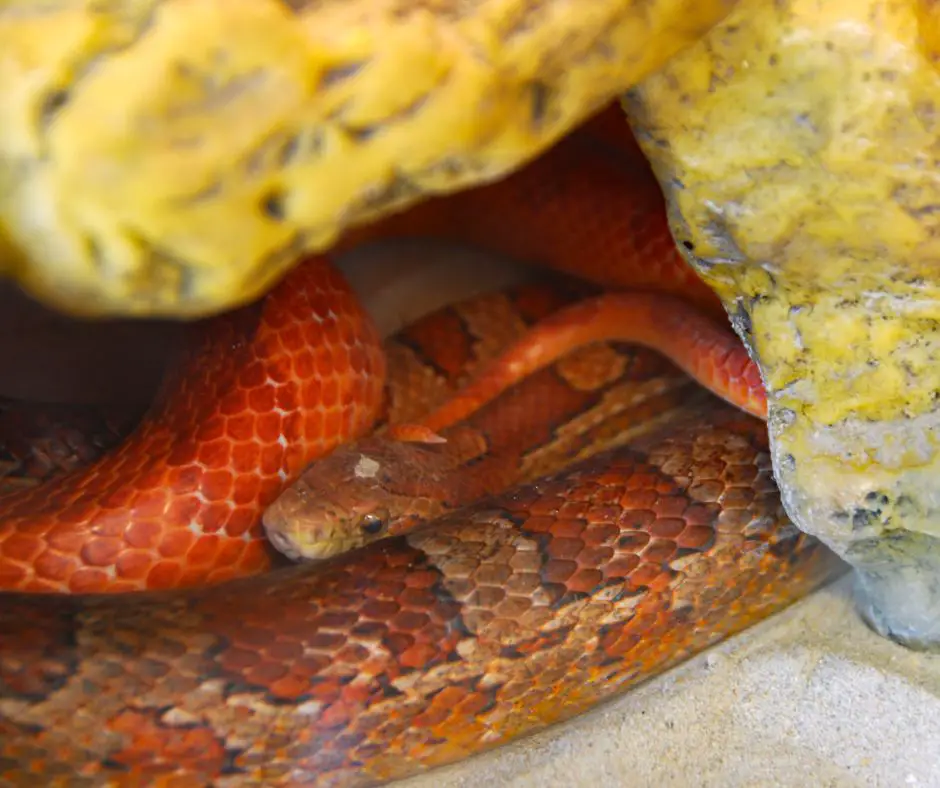 Only brumate with healthy corn snakes.