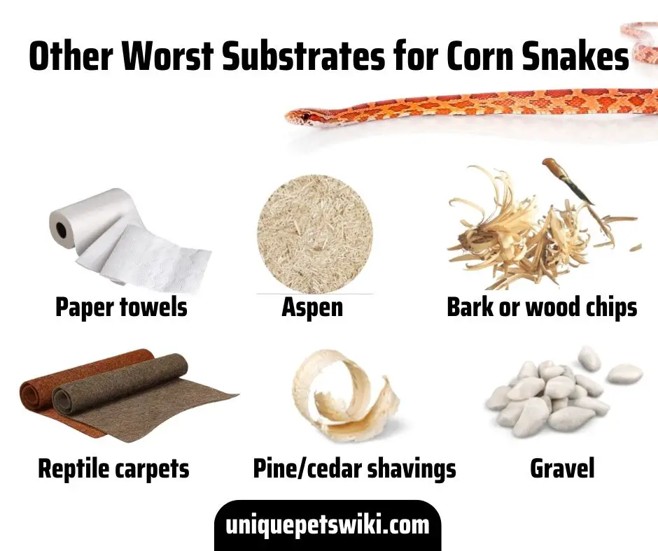Other Worst Substrates for Corn Snakes