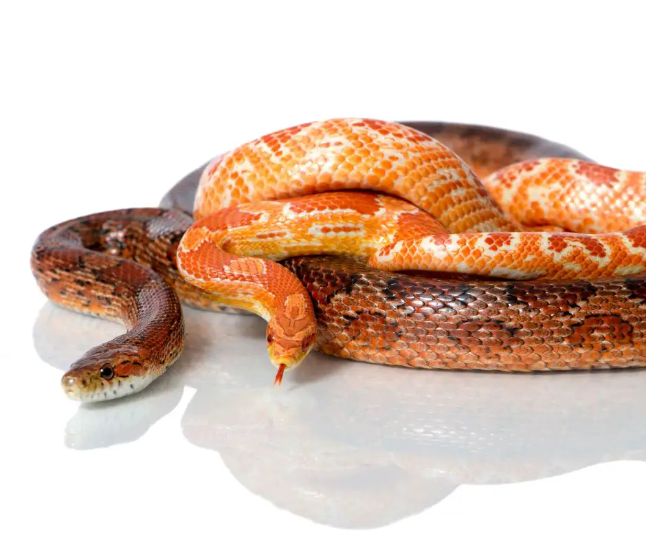 Overfeeding corn snakes can make them fat