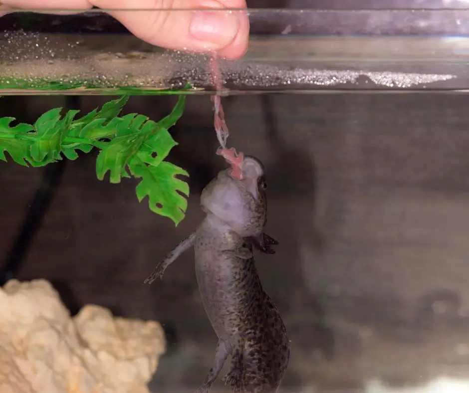 Owner is feeding the axolotl with his hands