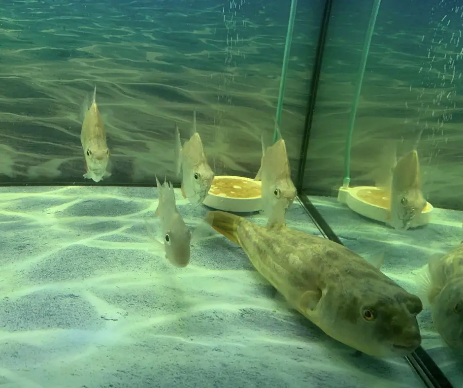 Puffer fish lives with other fish in tank