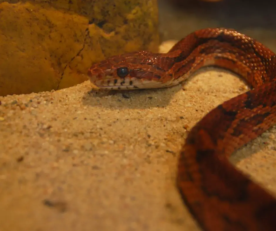 Sand can be harmful to corn snake