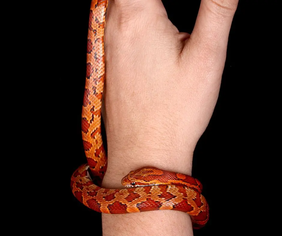 Small corn snakes are just enough to wrap around a human's hand