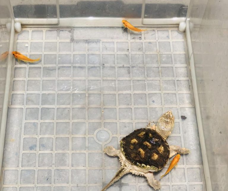 Snapping Turtle Diet as a Pet