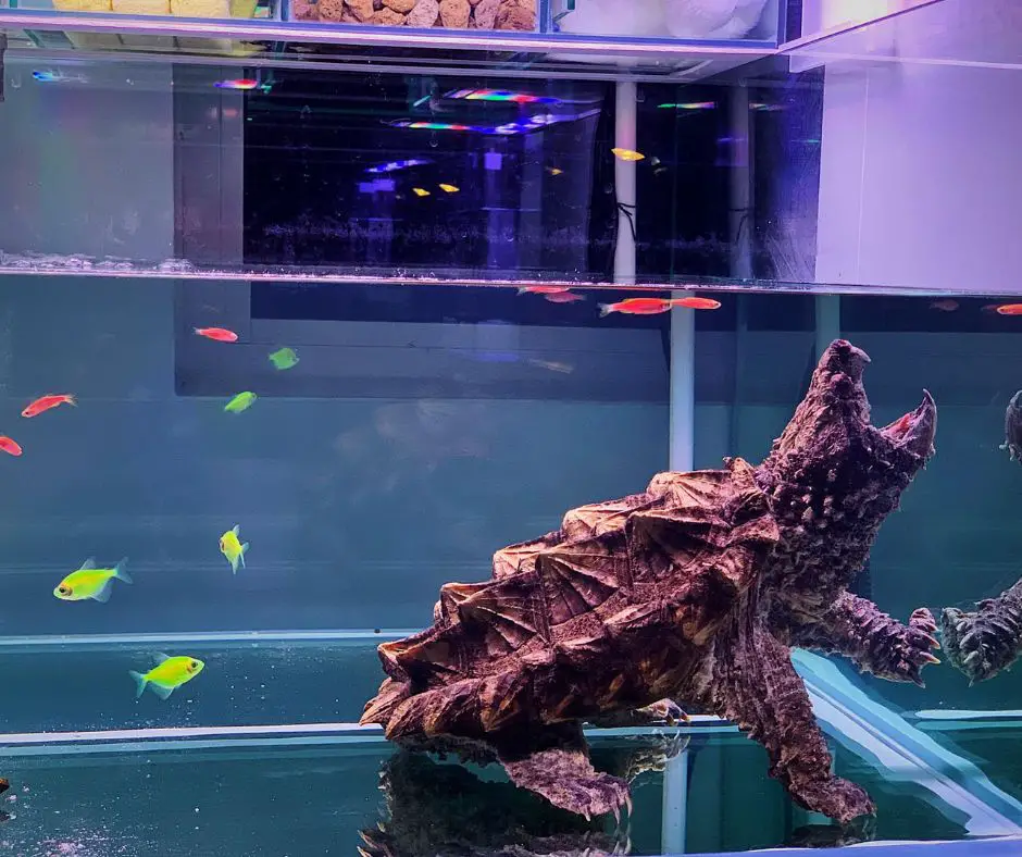 Snapping turtle in tank with other fish