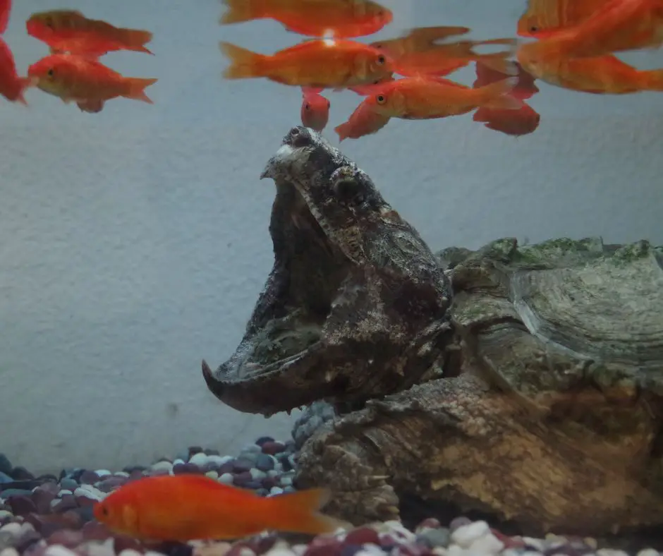 Snapping turtle open mouth with goldfishes