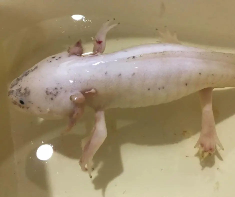 Speckled Leucistic Dirty