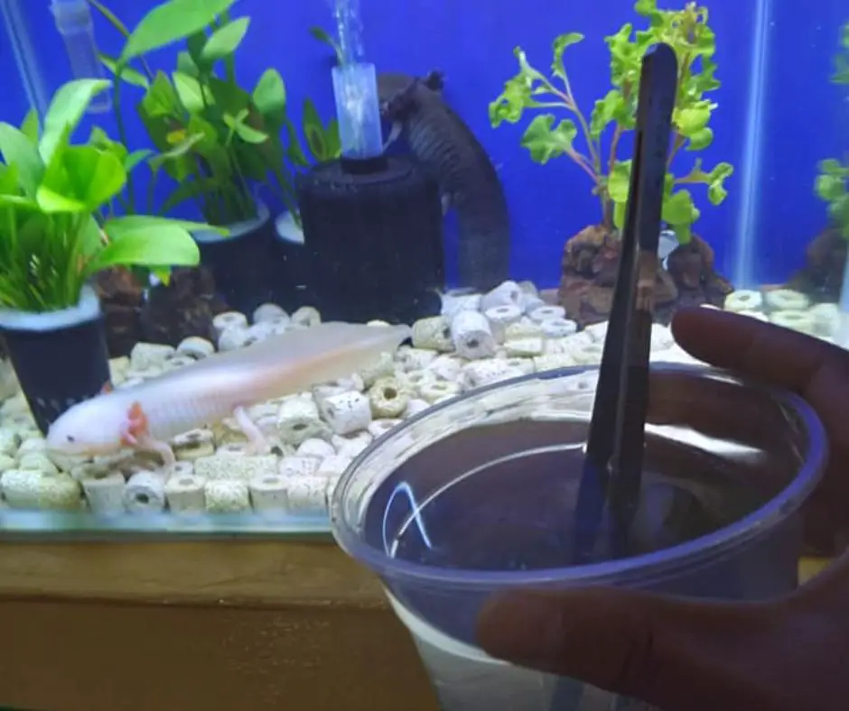 The owner feeds the axolotl with tweezers.