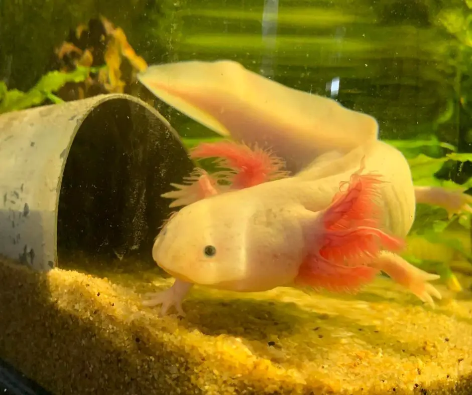 The sand in Axolotl's tank needs cleaning.