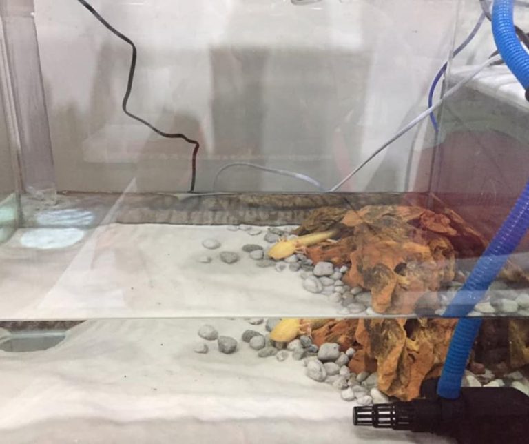 How to Change Water for Axolotls