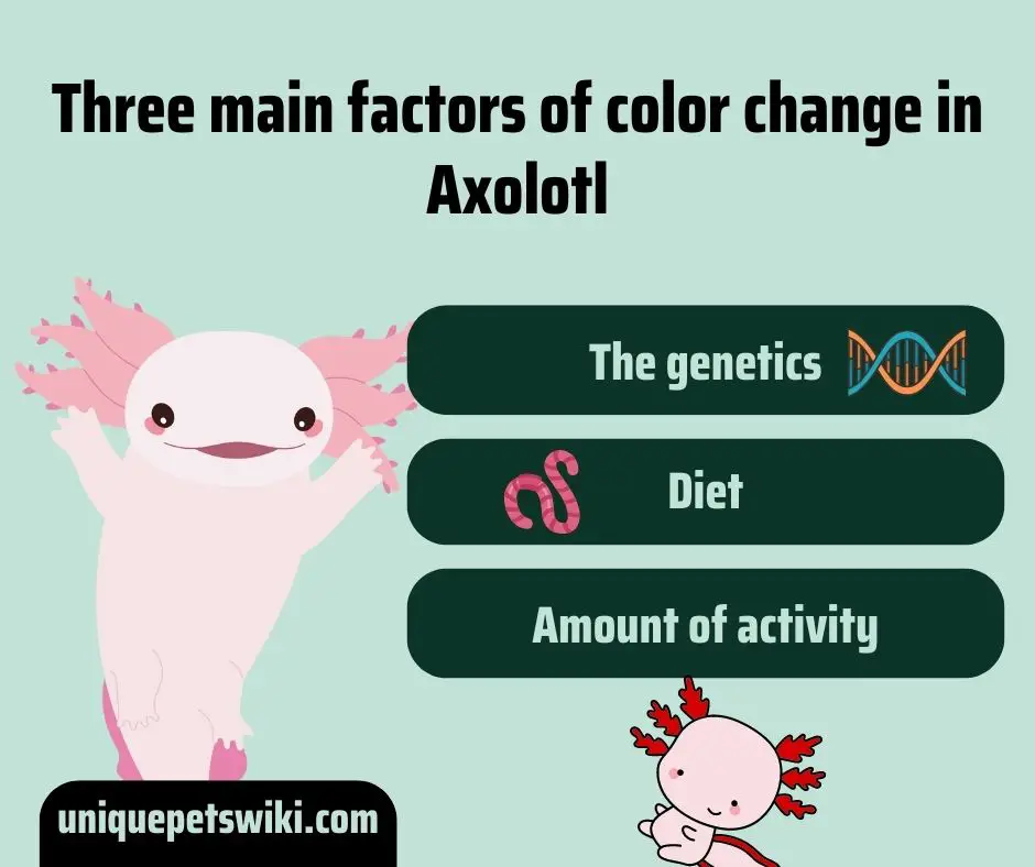 Three main factors of color change in Axolotl