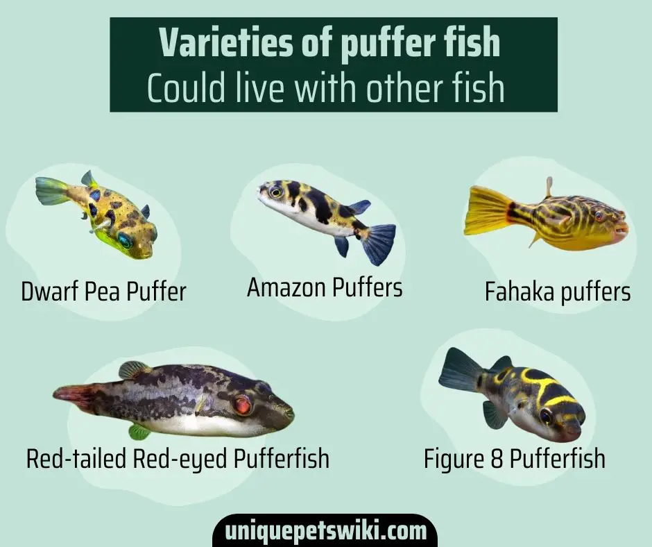  Varieties of puffer fish could live with other fish