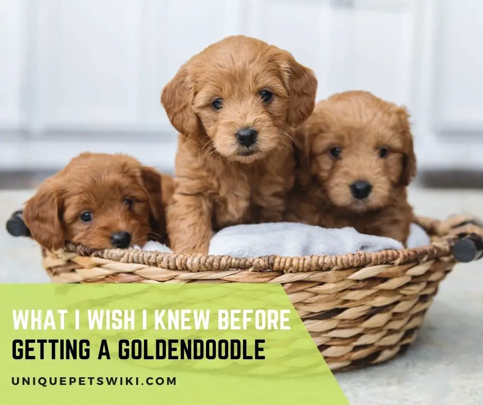 What I Wish I Knew Before Getting a Goldendoodle