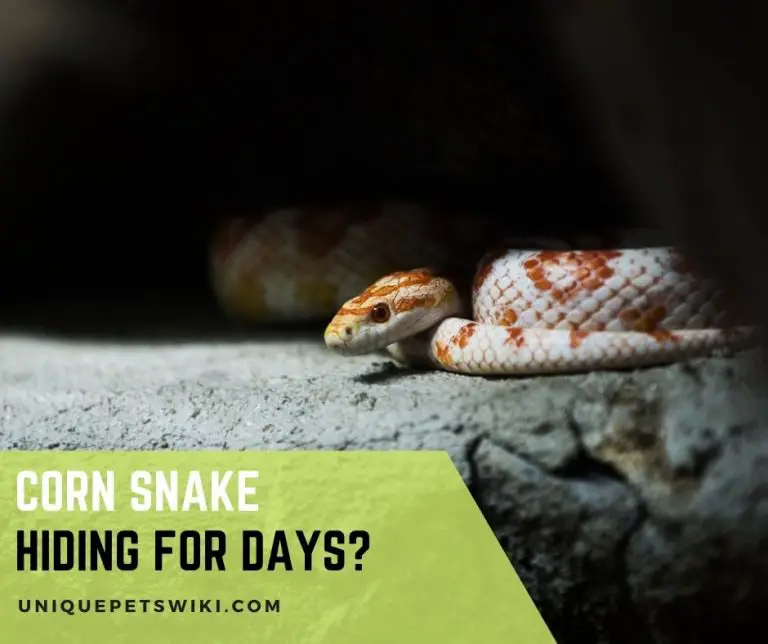 Why Is Your Corn Snake Hiding for Days?
