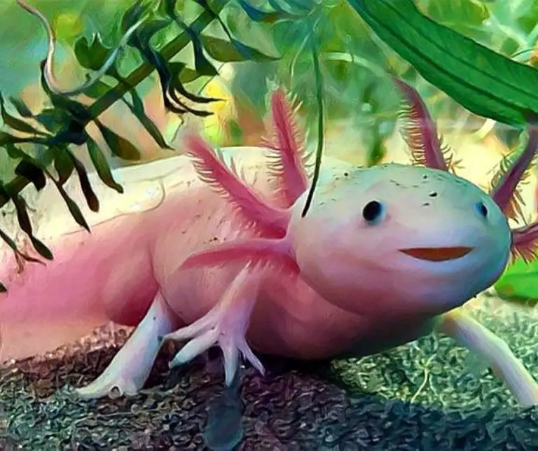 Why Is My Axolotl’s Mouth Open?