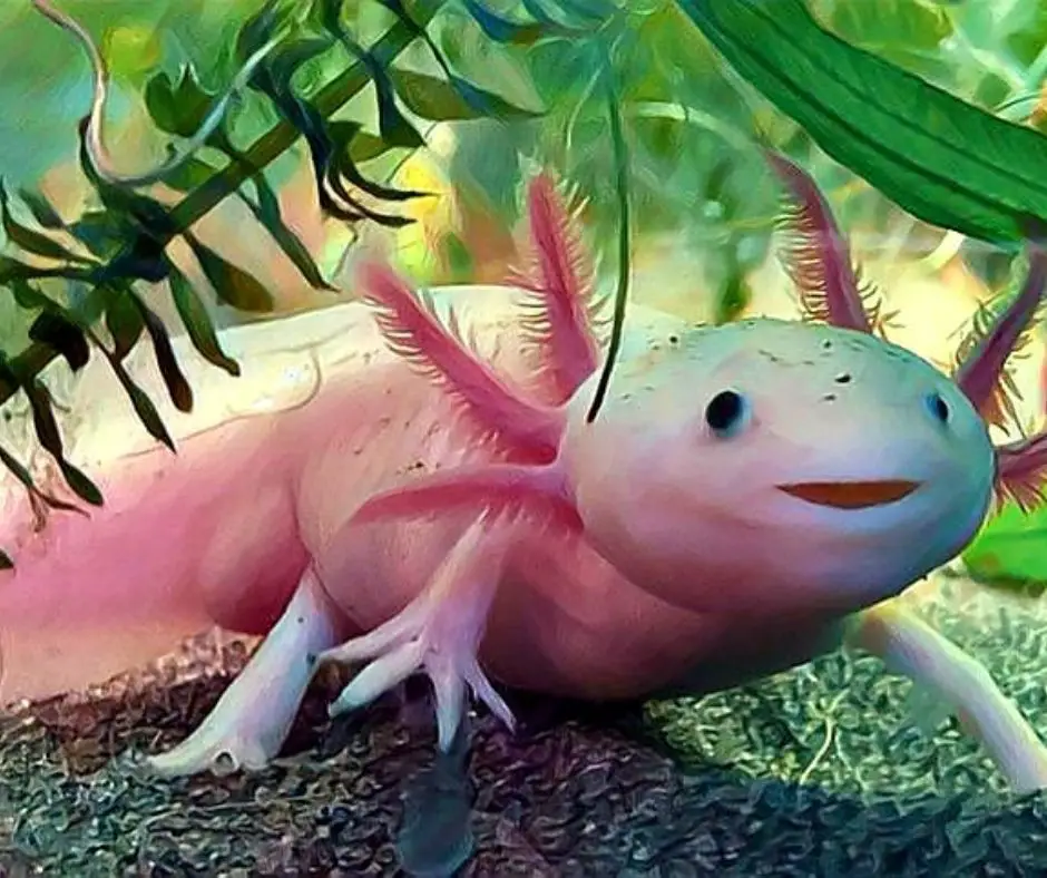 Young Axolotl birth defect