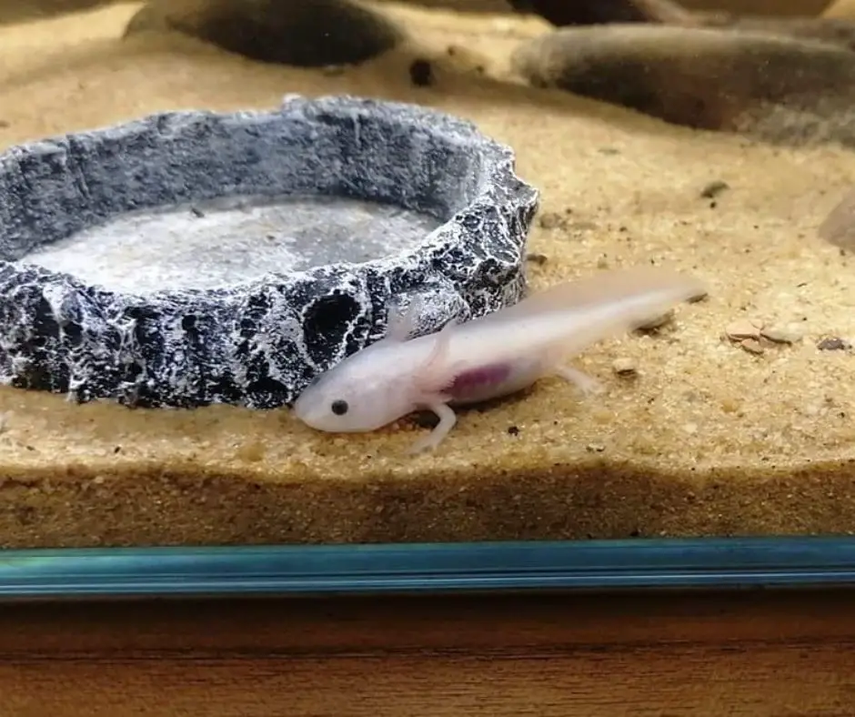 Young Axolotl larvae has limbs