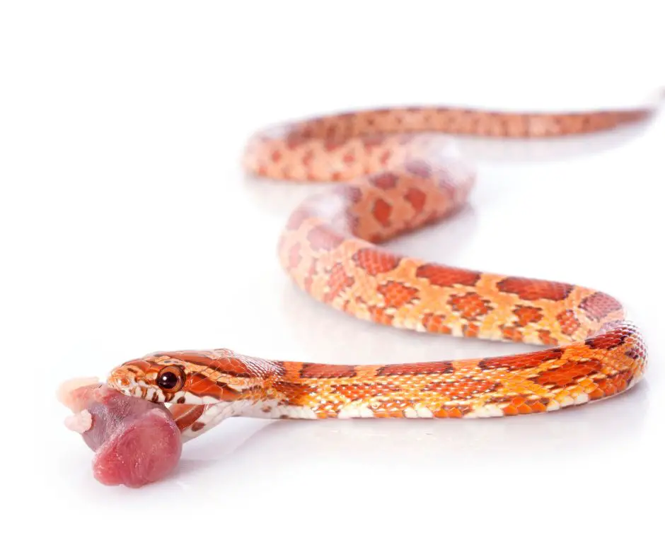 a corn snake eats a piece of fresh meat