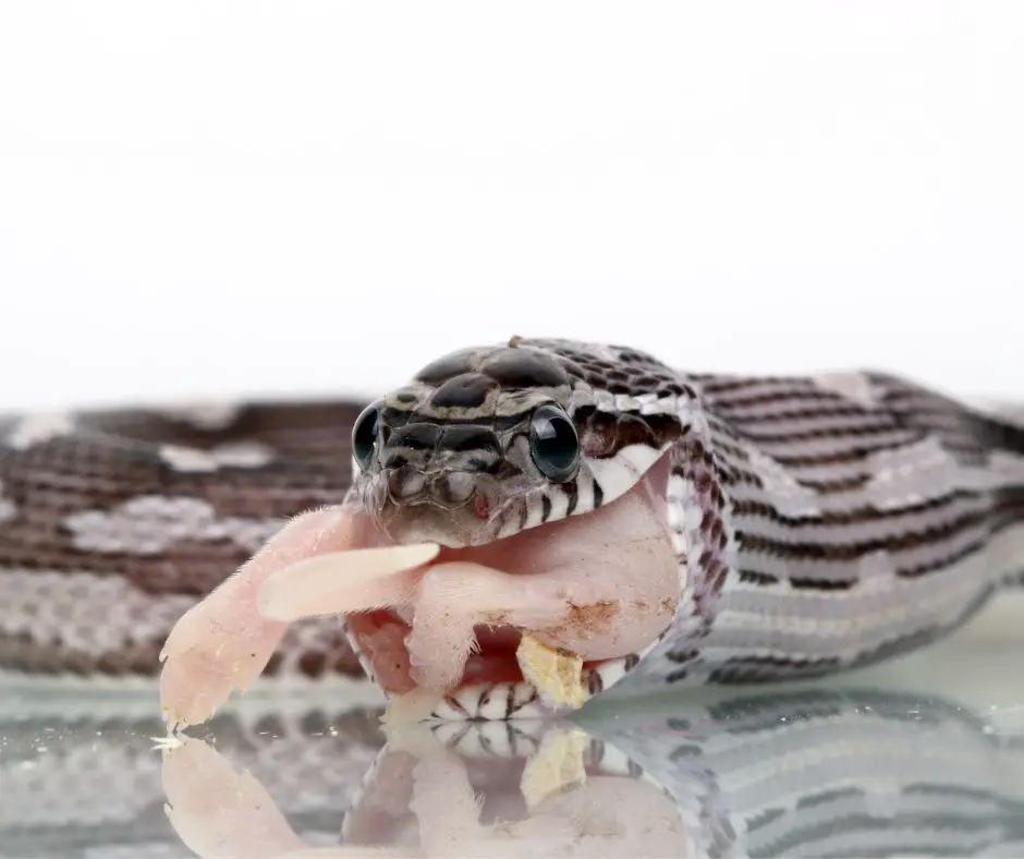 a corn snake is trying to swallow a big rat
