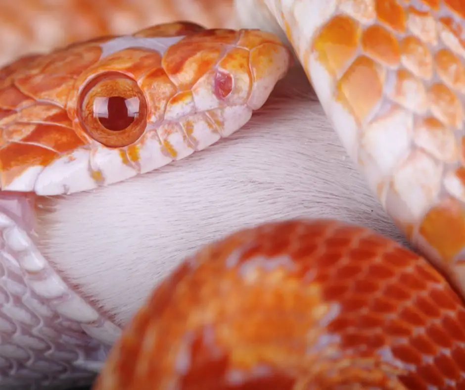a corn snake with obstruction due to choking might stop eating and drinking completely