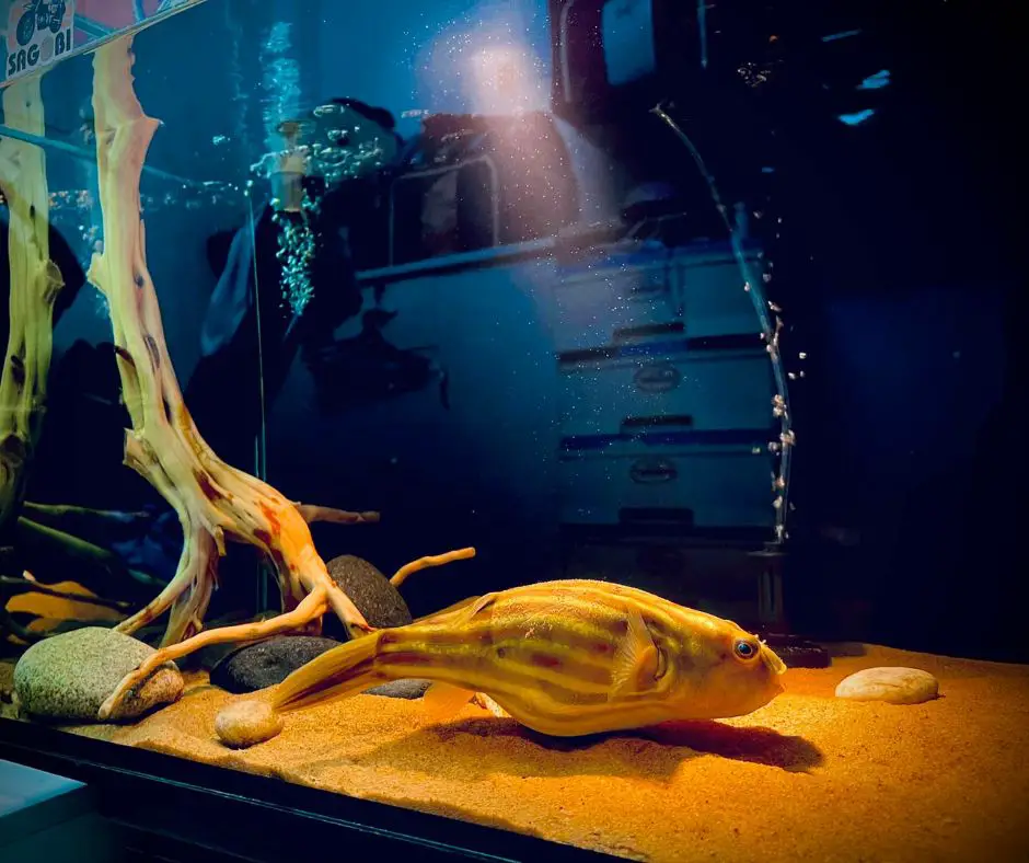 a healthy puffer fish alone in the tank