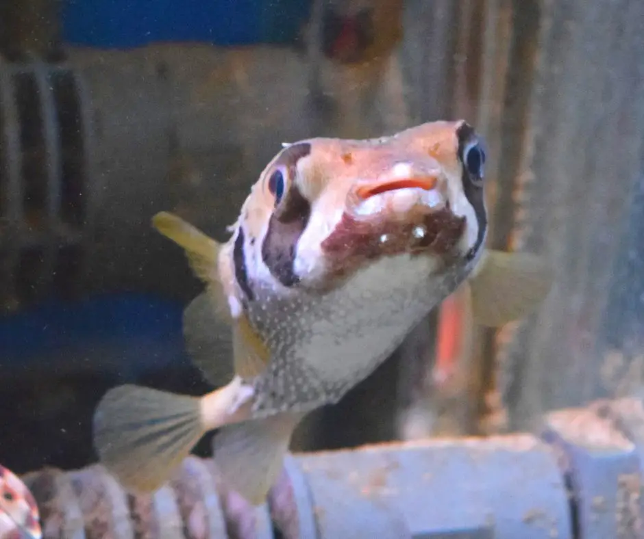 a puffer fish in a tank with high ammonia levels