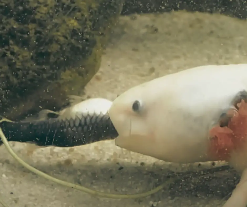 axolotl is eating guppy fish