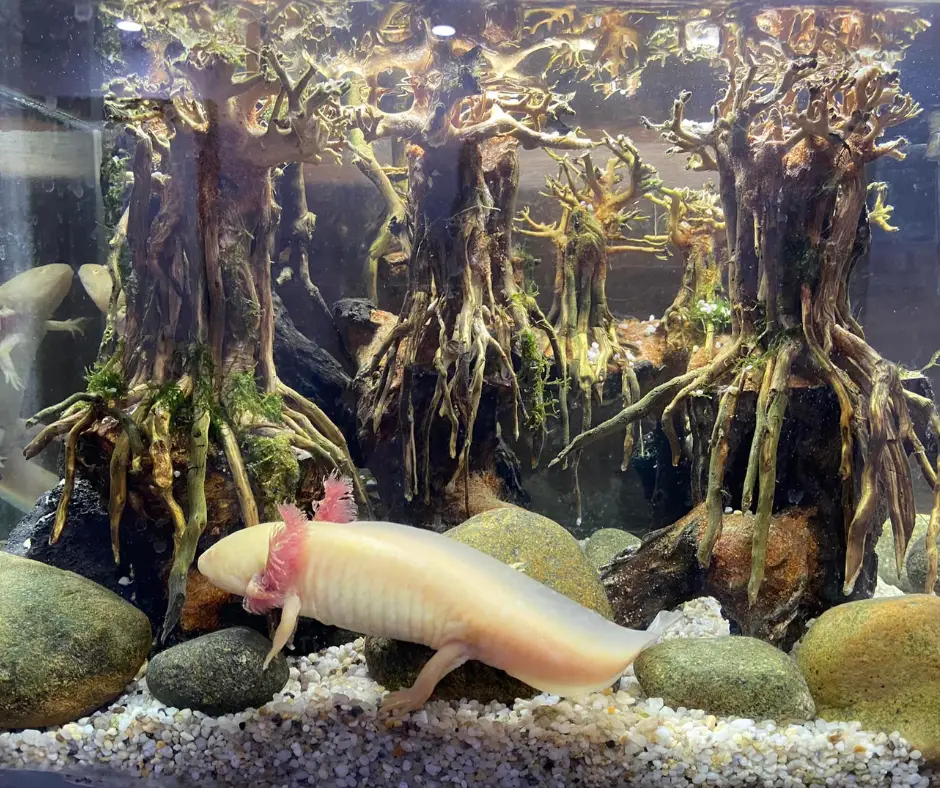 axolotl is swimming