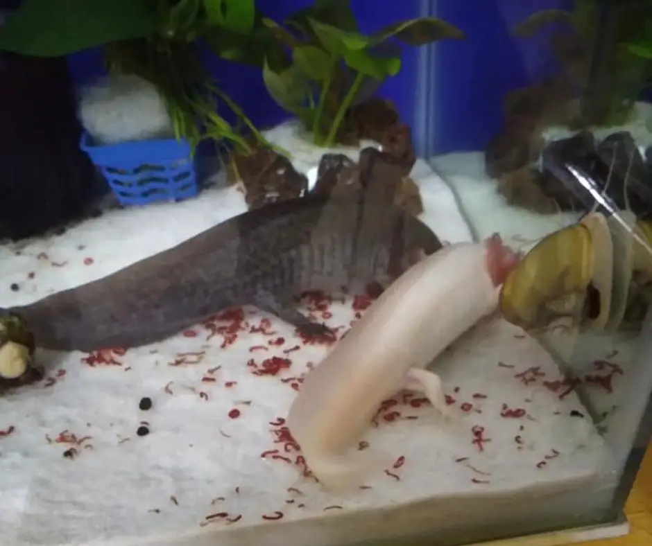 axolotls are eating bloodworms