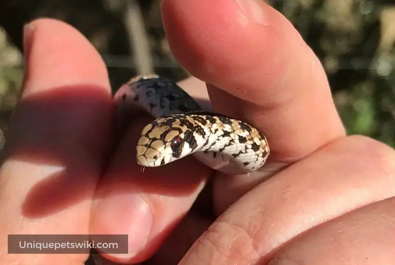 Life Cycle of a Snake (With Pictures)