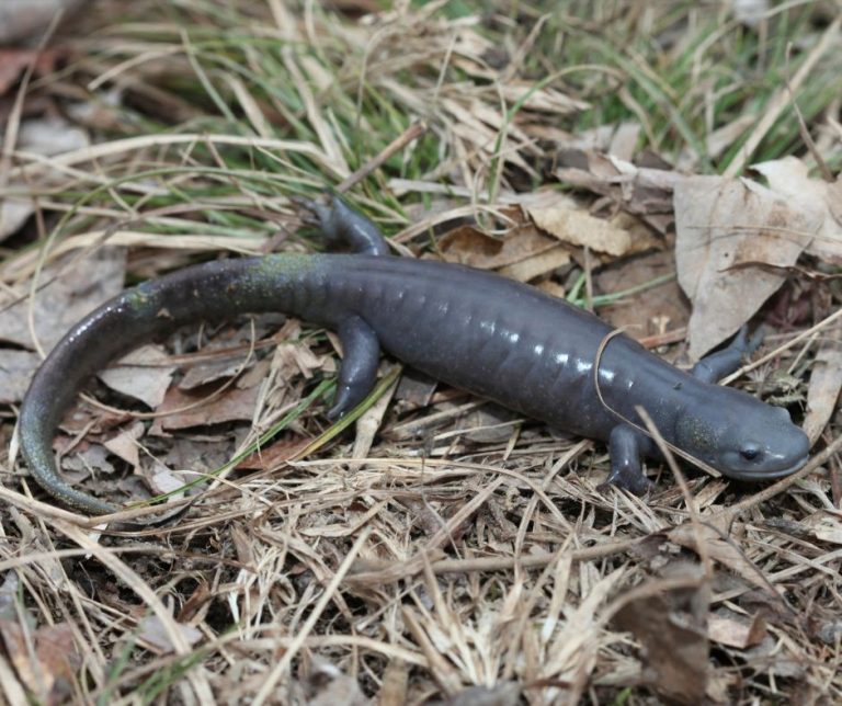 Axolotl Can Turn Into Salamander?