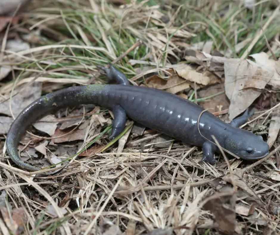 salamander