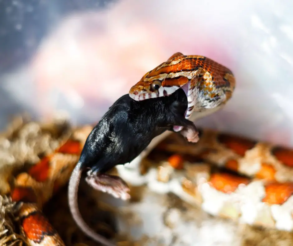 should allocate a reasonable feeding time for your corn snake