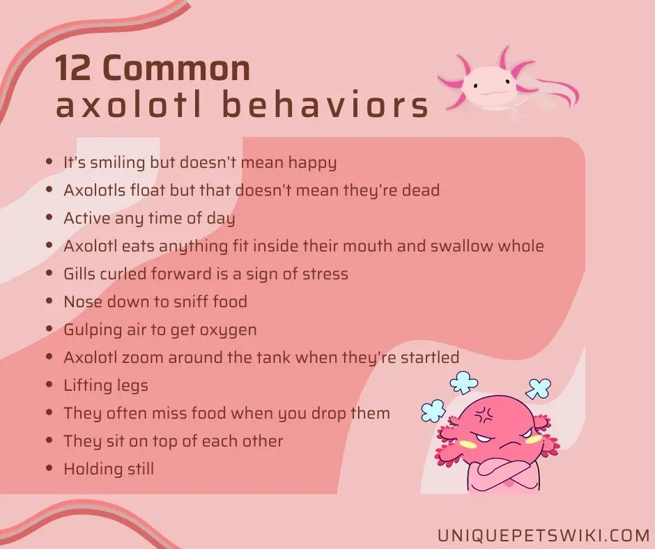 how-to-care-for-an-axolotl-10-steps-with-pictures-wikihow