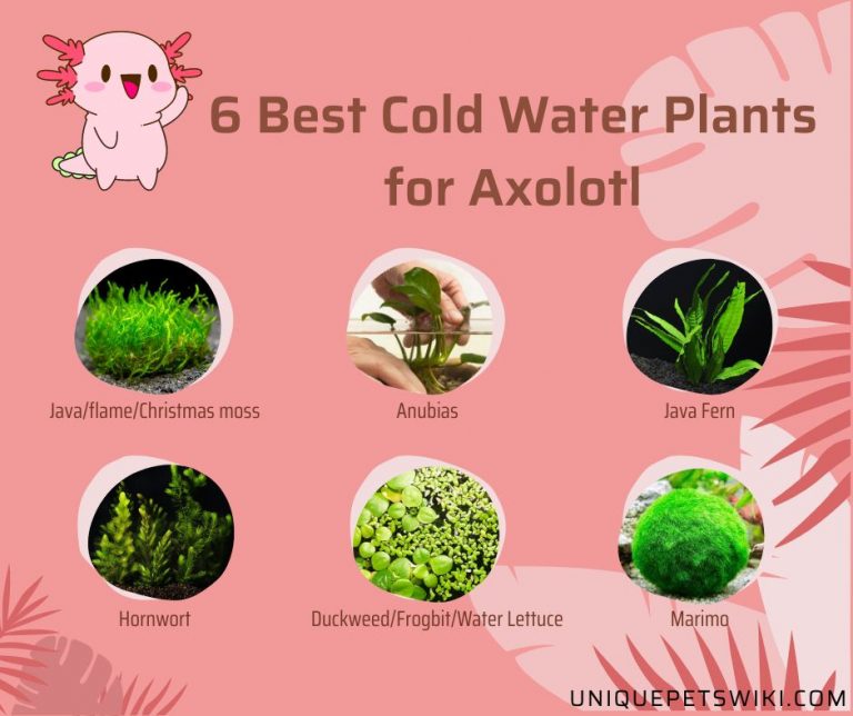 6 Best Cold Water Plants for Axolotl